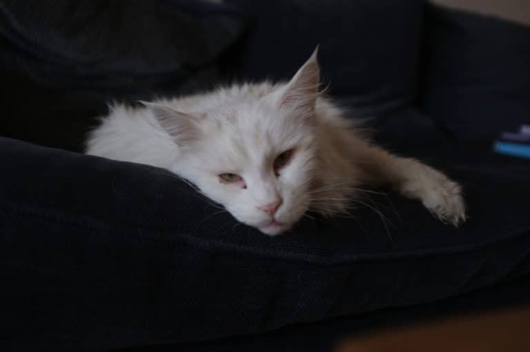 Cat zoomies why do cats run around like crazy creatures? petsKB