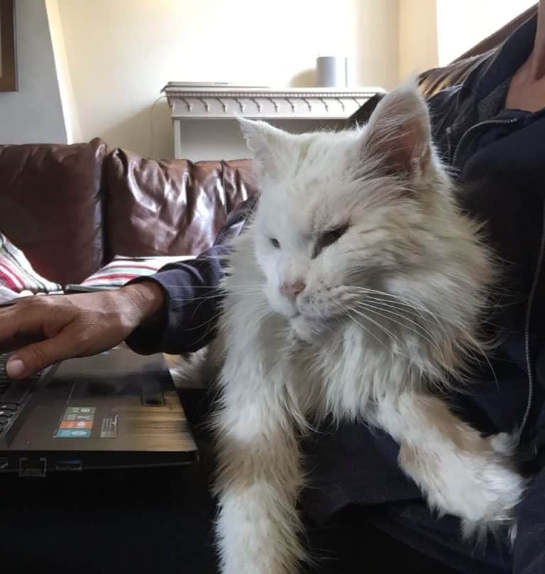 Why Do Cats Sit On Laps? petsKB