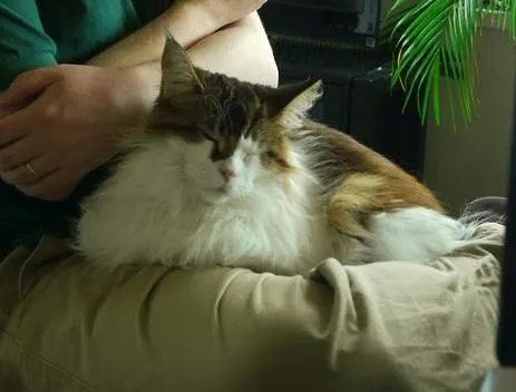 are maine coon cats lap cats