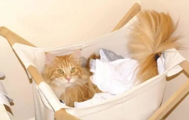 Are Maine Coons Easy To Look After?