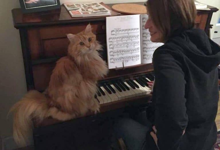 22 Things You Should Know Before Buying a Maine Coon petsKB