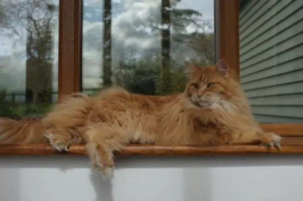 Average Weight of a Maine Coon Cat
