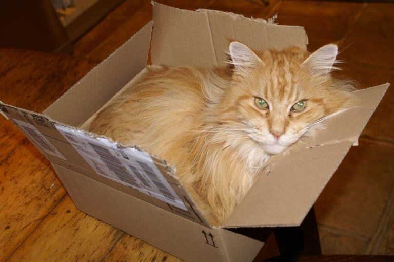 Why do cats curl up in a ball when they sleep? petsKB