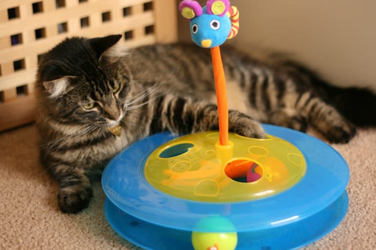 22 Things You Should Know Before Buying a Maine Coon petsKB les