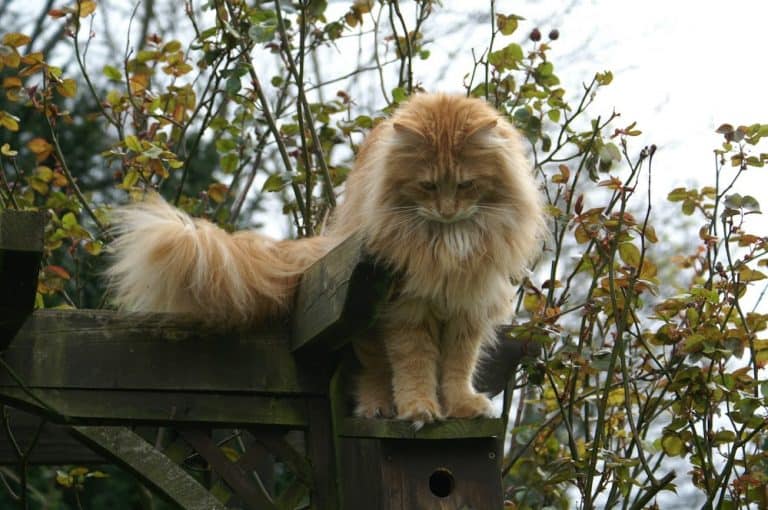 Can a Maine Coon be an Indoor Cat? petsKB