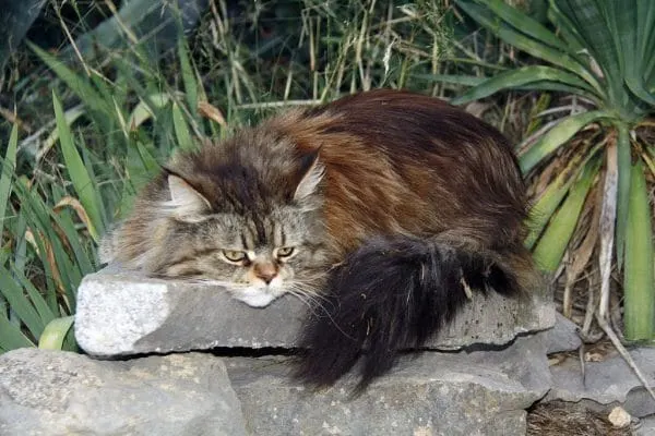 Are Maine Coon Cats Territorial?