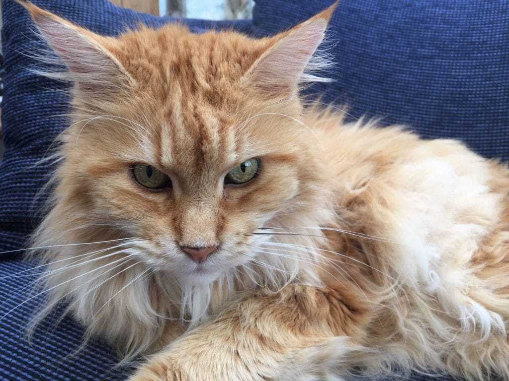 28 Interesting Facts About Maine Coons petsKB