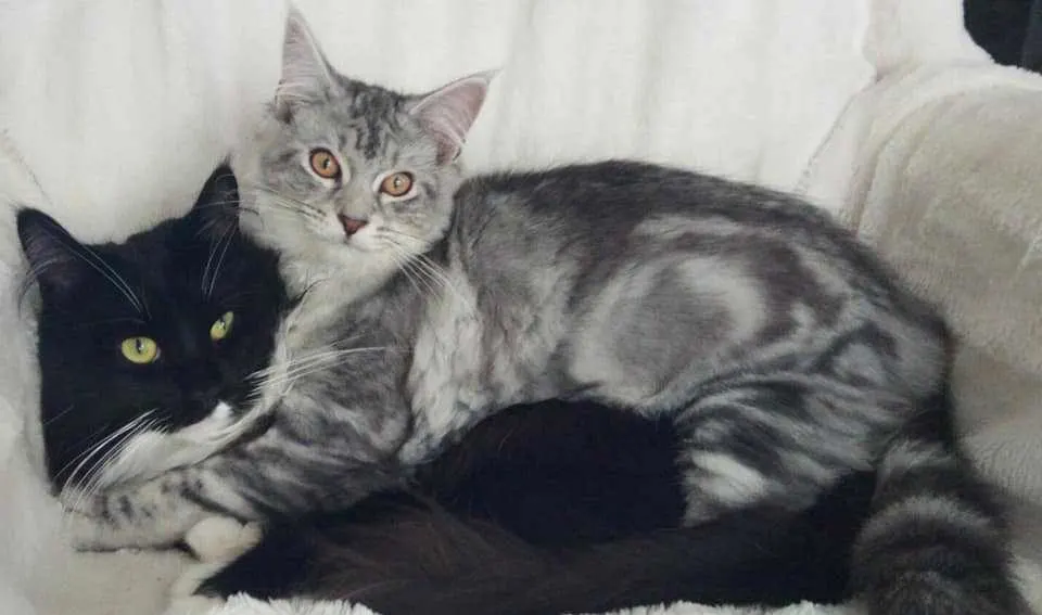 Can Maine Coon cats Live With Other Cats