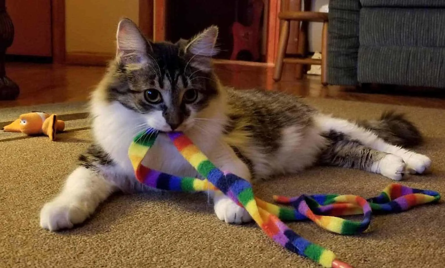 How much do Maine Coon cats cost?