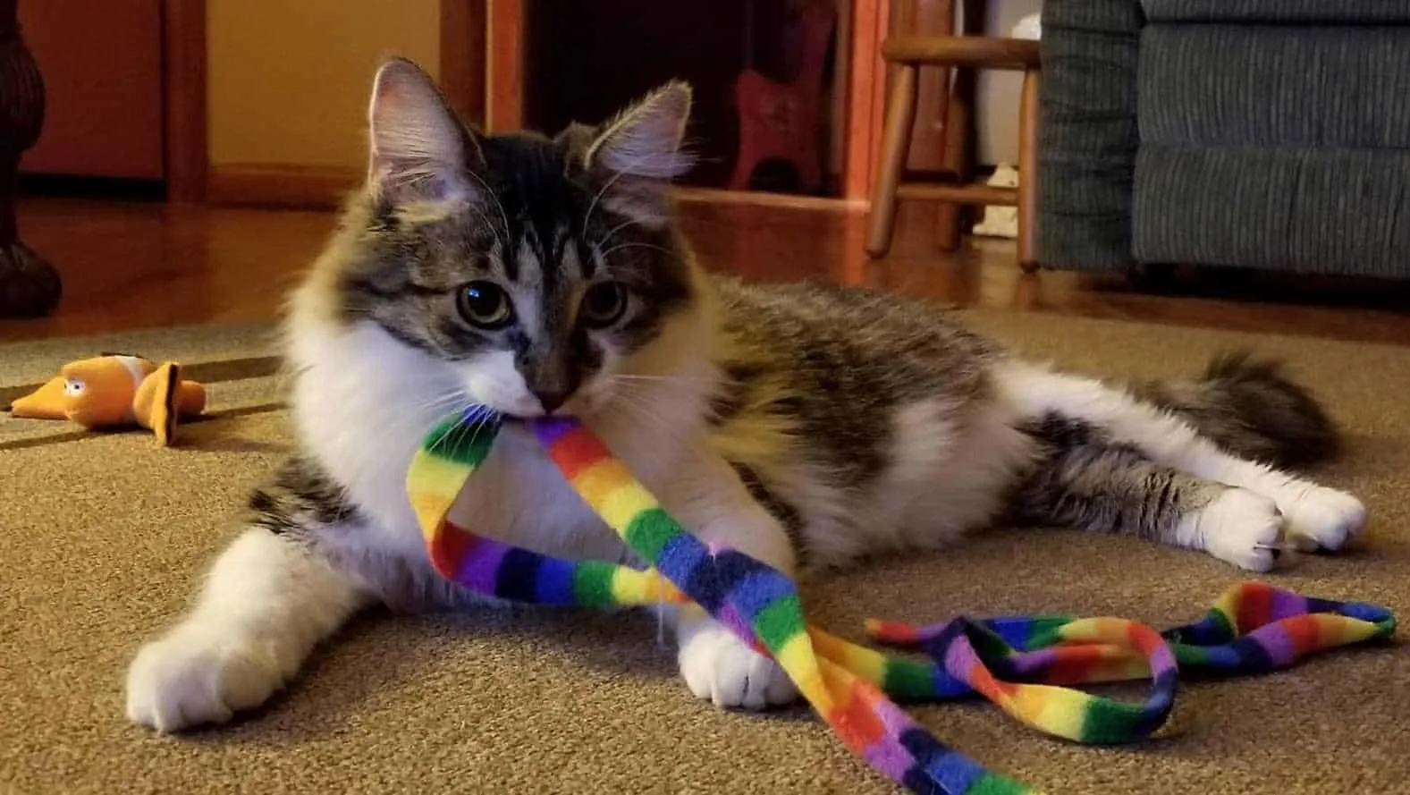 Are Maine Coon Cats Good Hunters?