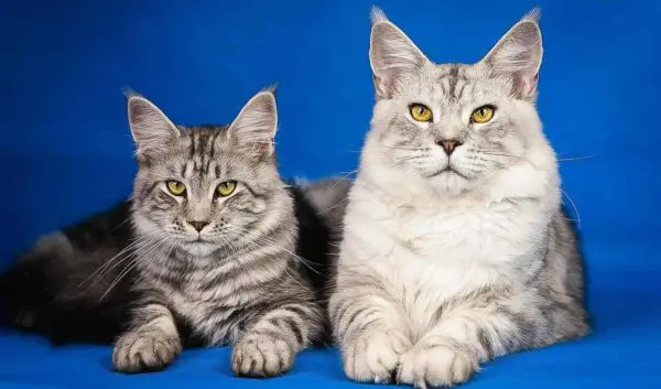 Can Maine Coons Be Small?