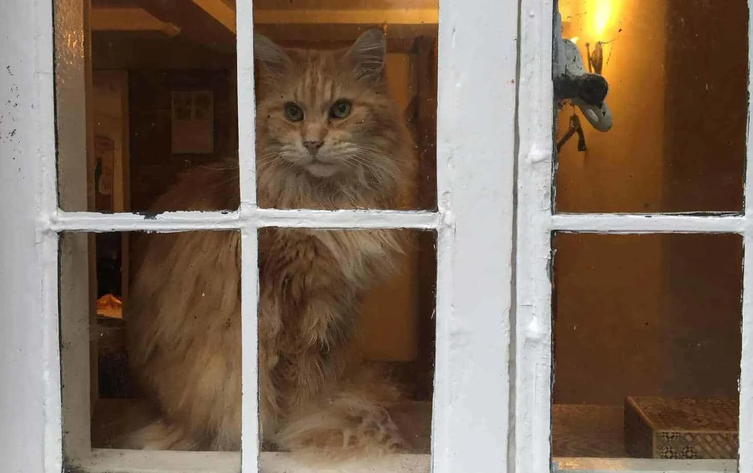 Can Maine Coons be left alone