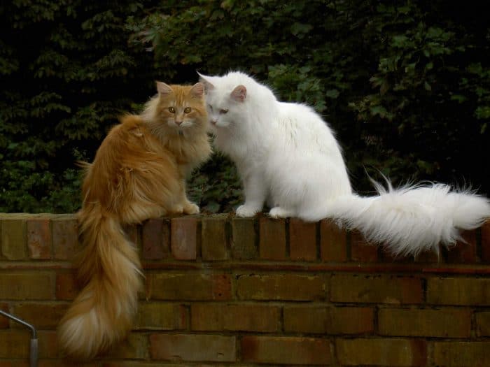 Can Maine Coons Jump? petsKB