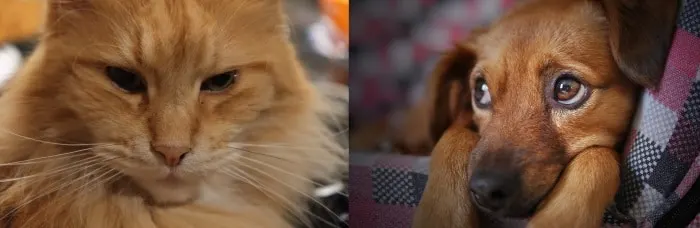 are maine coons good with dogs_featured