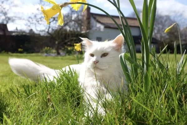 Are Maine Coons One Person Cats