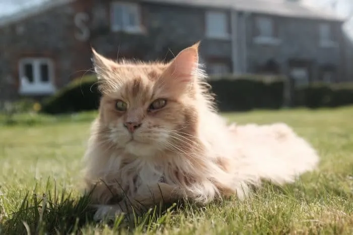Can a Maine Coon and a Bengal get along?