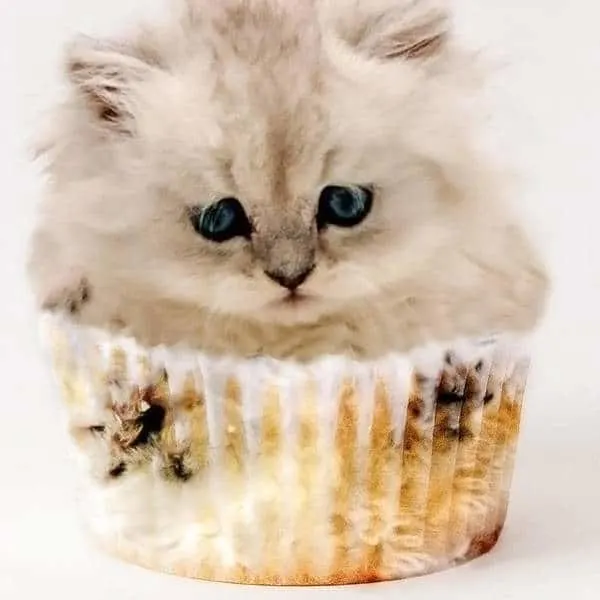 Why does my Persian cat smell?