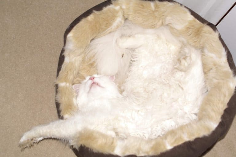 Why Does My Maine Coon Attack Me? petsKB