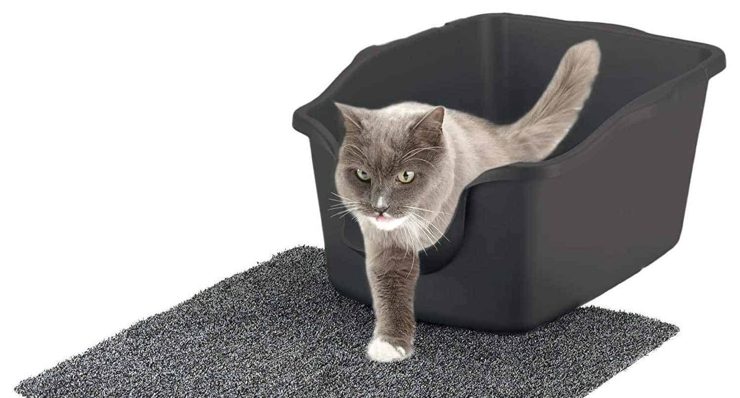 Do Maine Coon Cats Use a Litter Box? petsKB