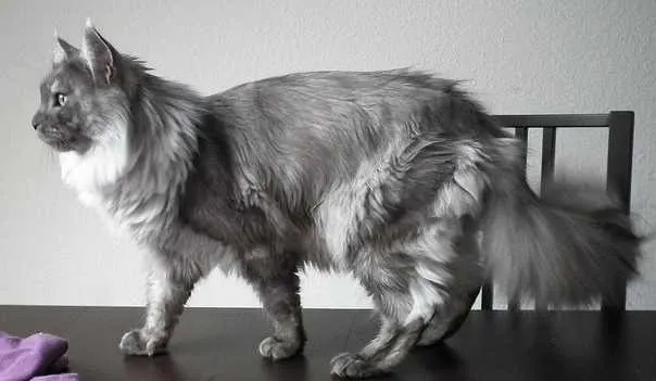 How to keep a Maine Coon Growth Chart