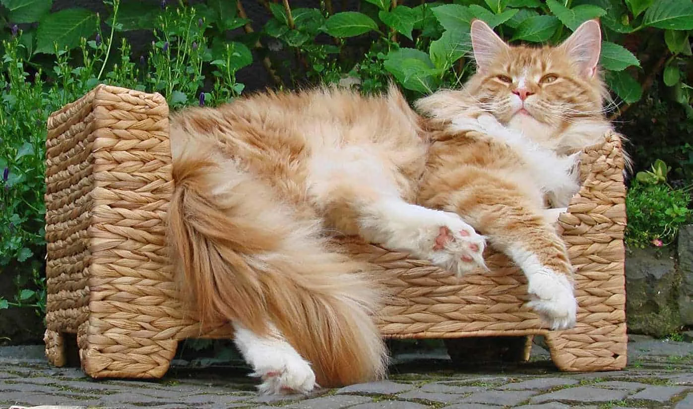 things only maine coon owners understand