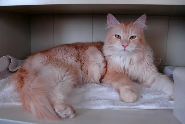 18 ways to spoil your maine coon cat