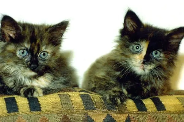 Top 50 Awesome Names For Twin Maine Coon Cats