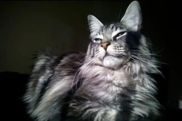 What is a Maine Coon?