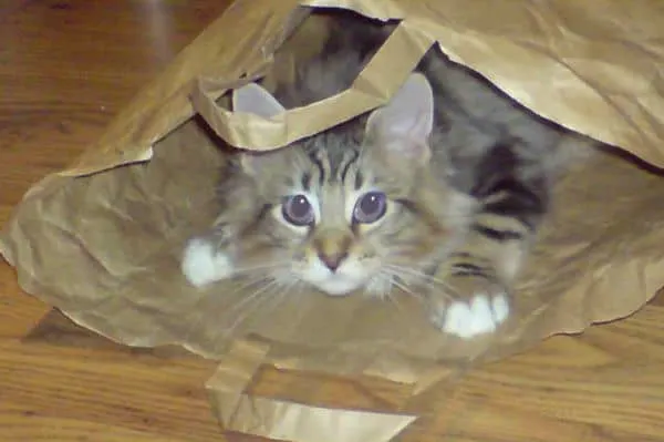 10 Tips to Calm a Cat