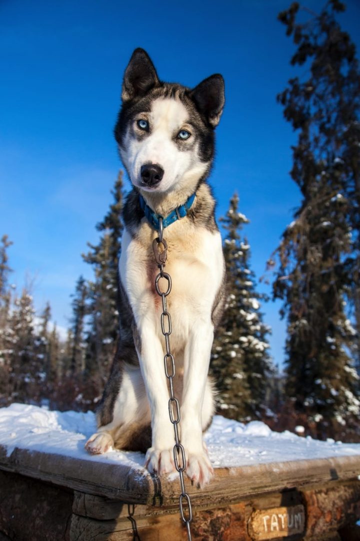 Do Huskies like the cold? Do they feel the cold? petsKB