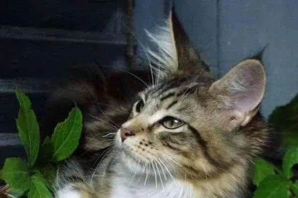 Are Maine Coons Part Lynx?