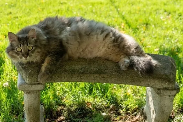 Do Maine Coons live in the wild?