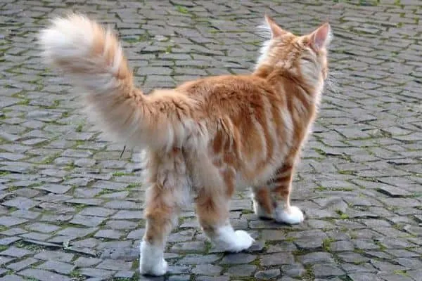 When Do Maine Coons Start Spraying?