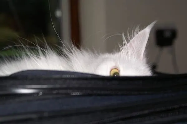 What exactly is a Maine Coon?