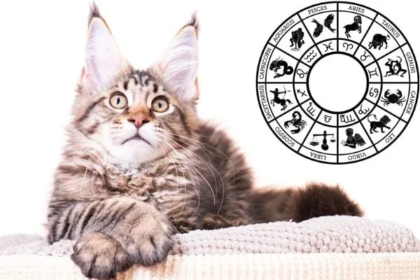 The Ultimate Maine Coon Horoscope