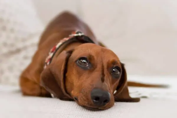 sad daschund