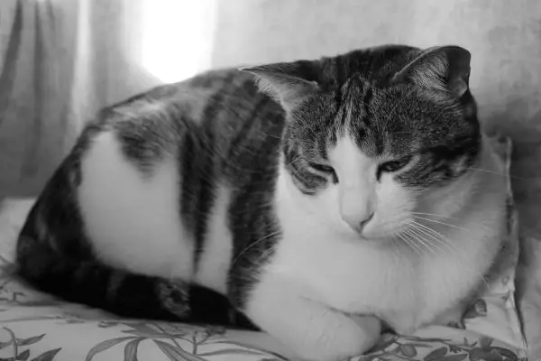 Signs That Your Cat Might Be Stressed