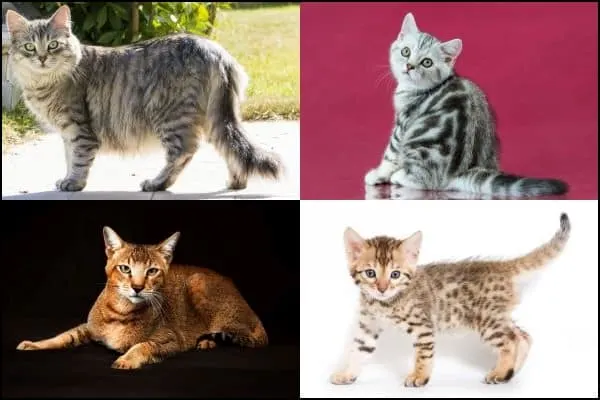 Tabby cat examples