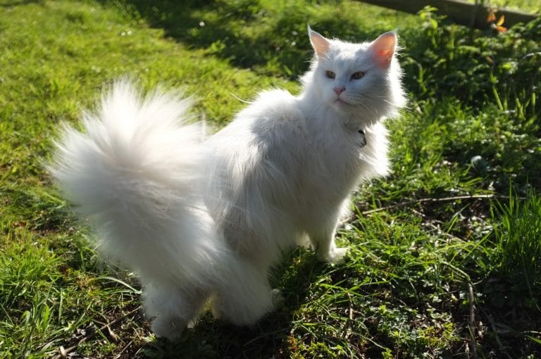 Why do Maine Coons have long tails? 3 essential reasons petsKB
