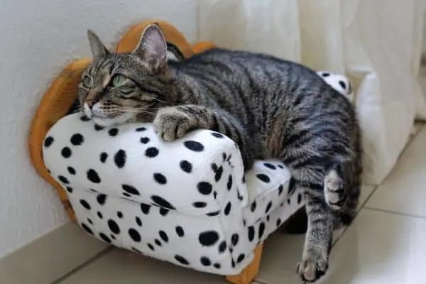 18 Ways To Make Your Cat's Life Amazing