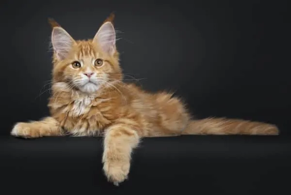 Red tabby Maine Coon kitten staring