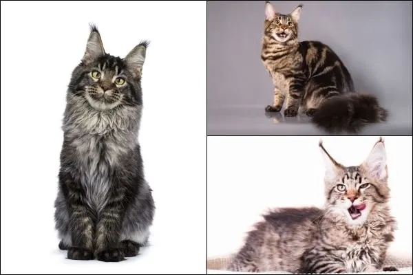 Mackerel, ticked and classic tabby Maine Coons