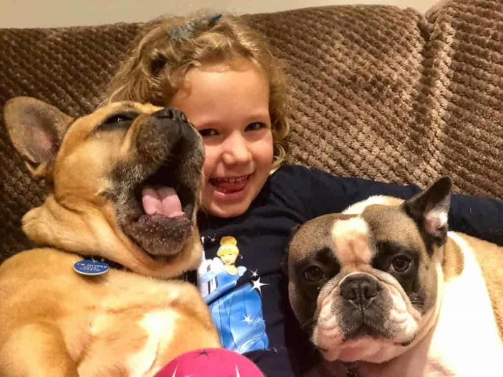 15 Things To Know Before Buying a French Bulldog petsKB