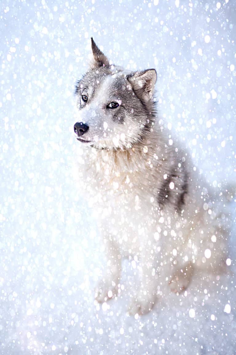 Do Huskies like the cold? Do they feel the cold? petsKB