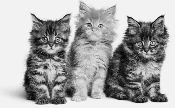 Three kittens