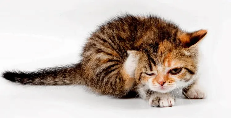 Are Kittens born with fleas?