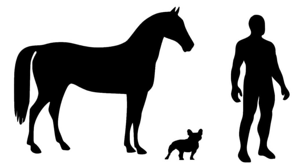 Complete Guide to the French Bulldog petsKB