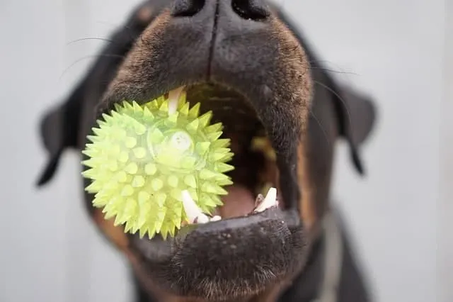 Rottweiler Teeth Toy