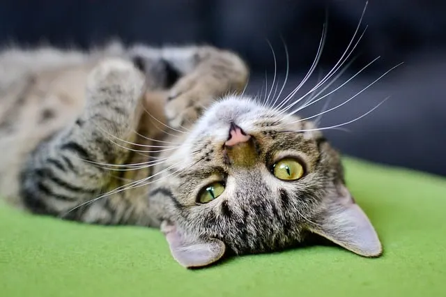 Are essential oils bad for cats? cat on green rug