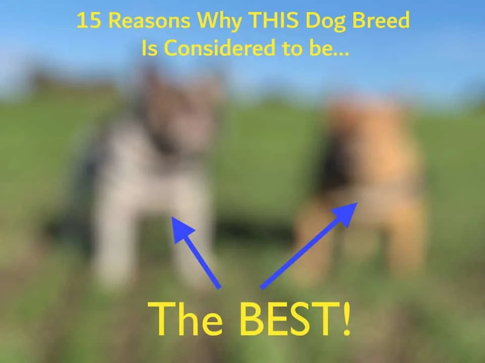 Why this dog is considered to be the best